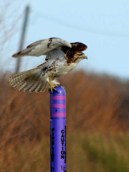 Red-tailed Hawk - Purple Pole
