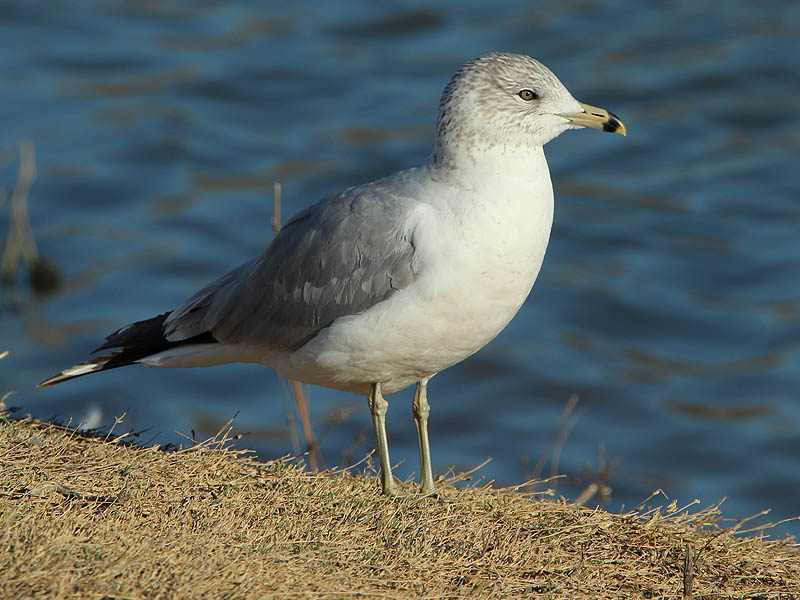Ring-billed Gull - Gulls on the Ground