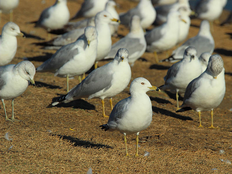 Ring-billed Gull - Gulls on the Ground