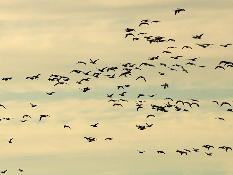 As we approached, waves and waves Snow Geese arrived on site.