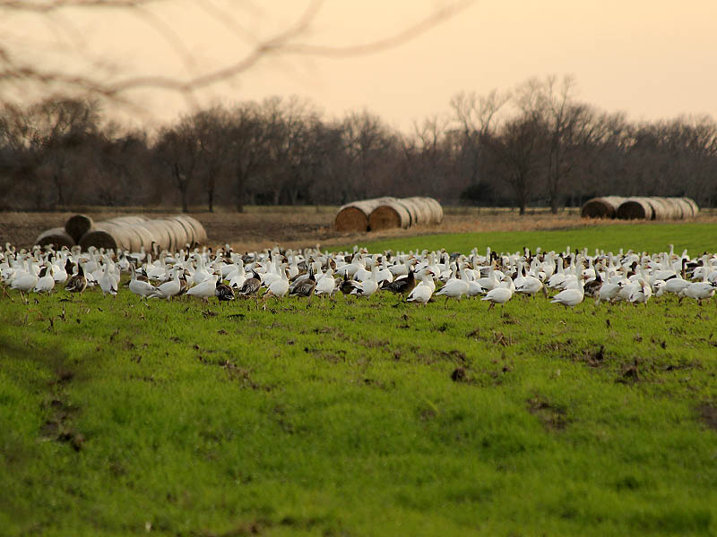 There were Snow Geese everywhere you looked!
