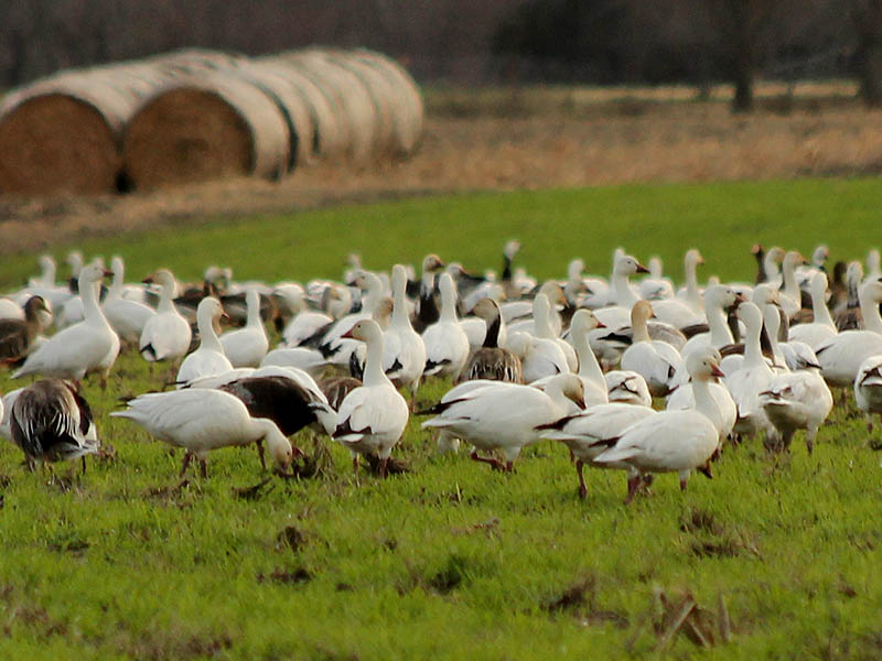 Snow Geese in Seagoville, Texas.