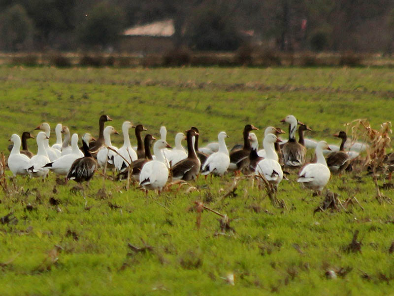 Snow Geese can either be mostly white, or mostly dark.  This grouping represents a collection of both color morphs, with both adult and juvenile birds represented.