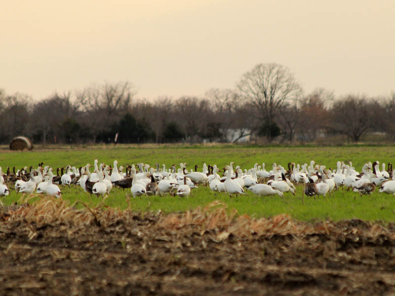 Snow Geese in Dallas County.