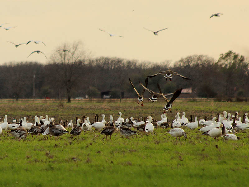 A group of dark morph Snow Geese coming in for a landing.