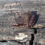 Western Chorus Frog - A Rare Find