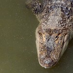 News - Alligators Seen Near Eagle Mountain Lake Dam