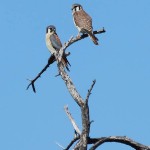 American Kestrel - Male and Female