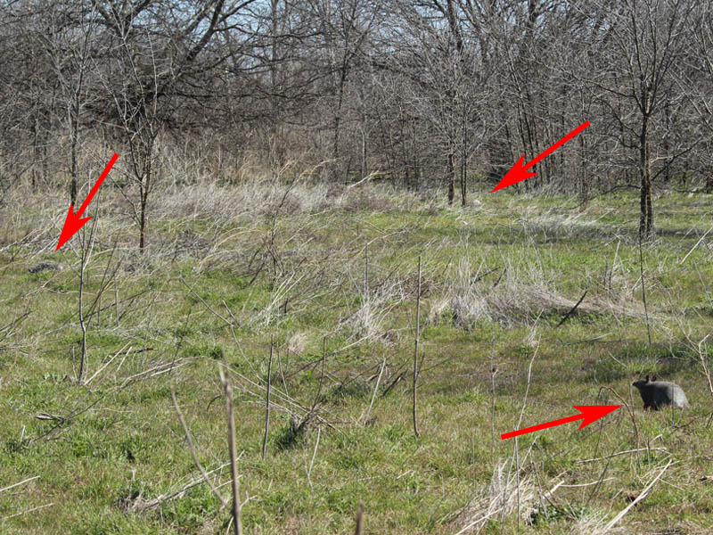 As indicated by the arrows, there are three Armadillos in this photograph.
