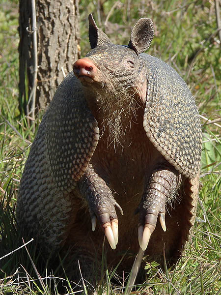 This armadillo knows something is wrong, but even though I am only three feet (one meter) in front of him with a beeping camera, he cannot pinpoint my location.
