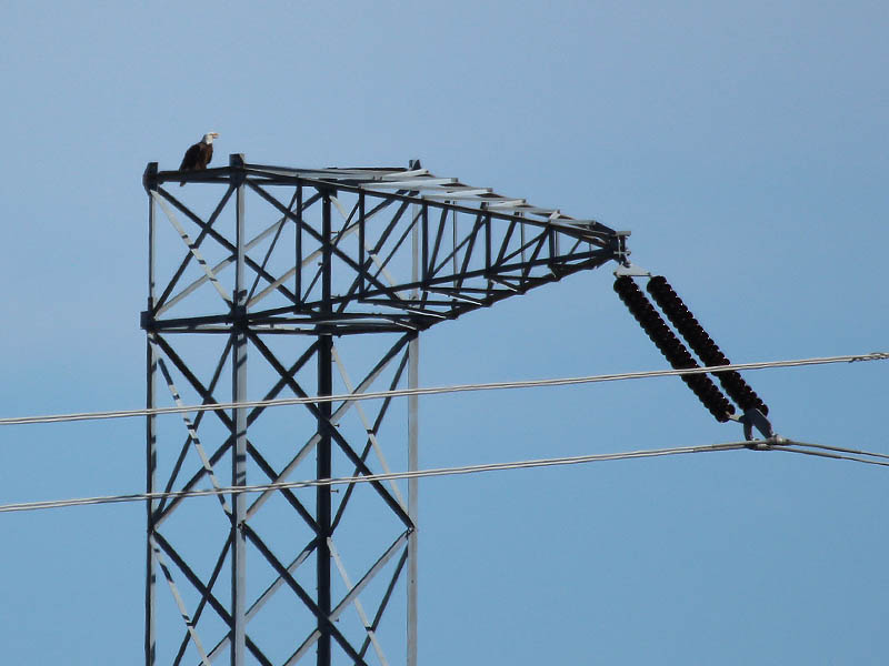 The male landed on top of a nearby tower.  There he continued to answer his mate's calls.