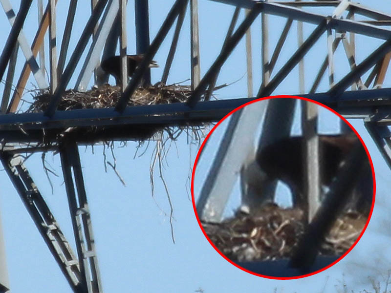 The two eaglets at last make their appearance.