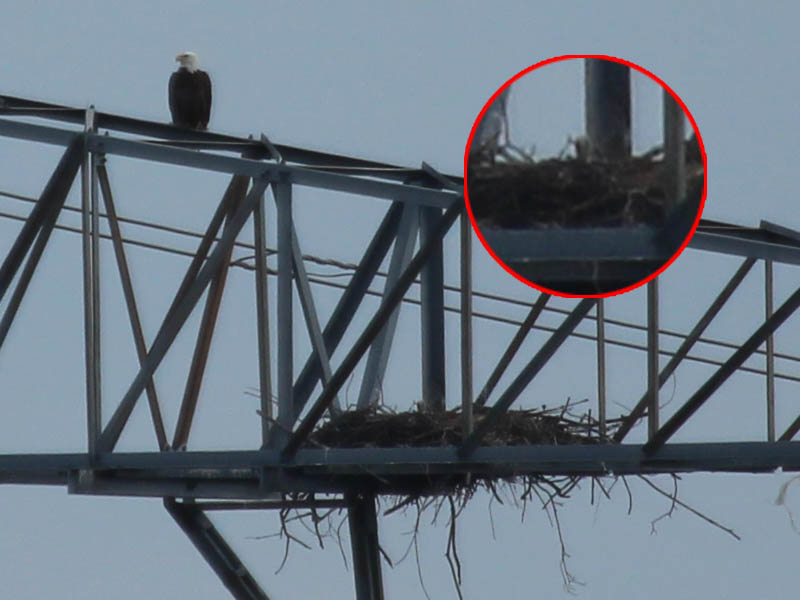 One eaglet makes a brief appearance.