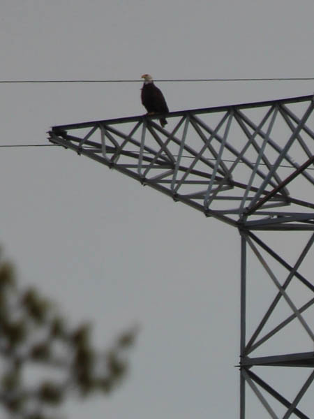 The male eagle perched atop the tower.