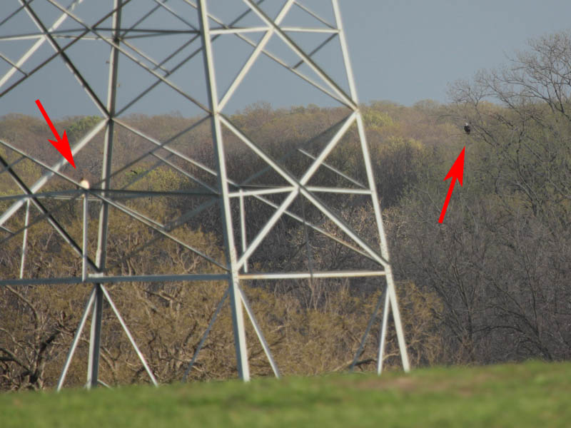 Bald Eagle on the right and Red-tailed Hawk on the left.