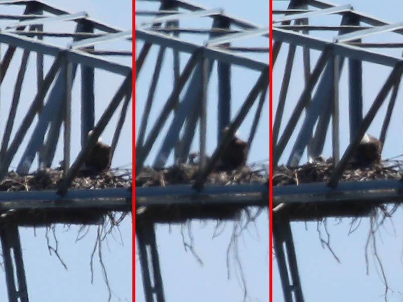 In this sequence you can see clear movement by the eaglets.