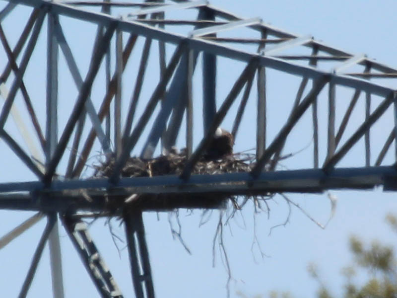 This picture appears to show both of the suspected eaglets together.