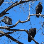 Black Vulture - Home