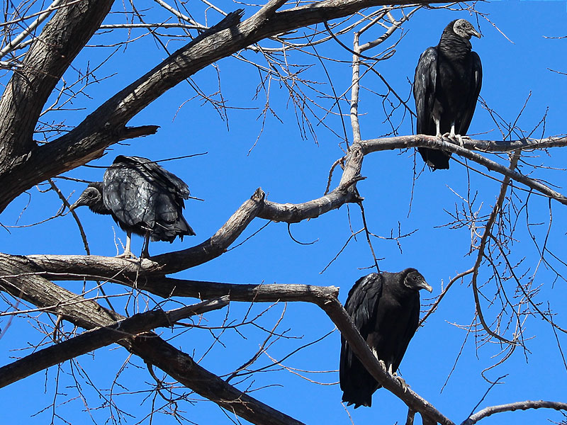 Black Vulture - Homeome-001
