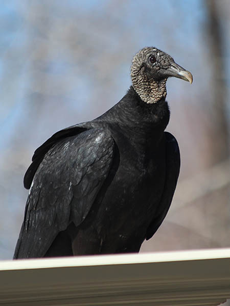 Black Vulture - Home