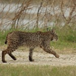 Bobcat - A Privilege