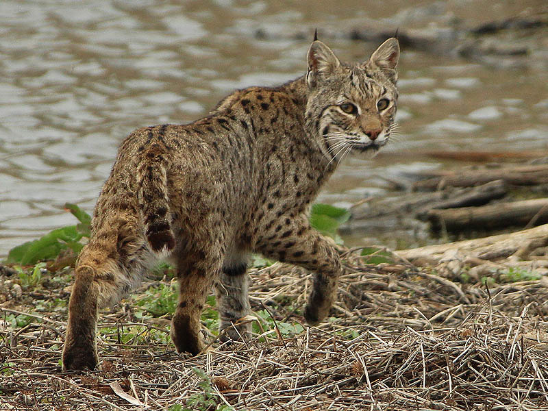 Bobcats are not always afraid of people, but they do not dangerous if observed with the proper caution and respect.