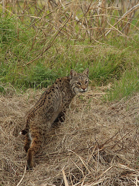 Bobcats do not like being observed, and will  usually retreat as their first option.