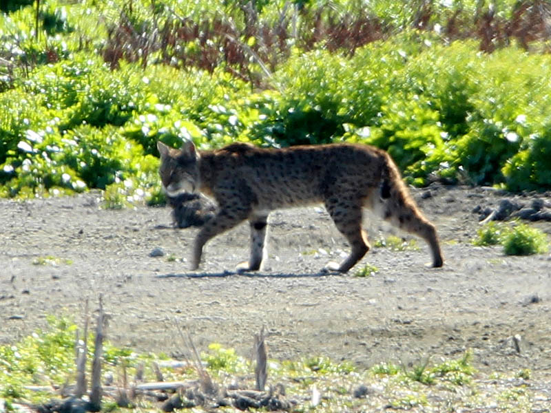 Bobcat - Suburbia