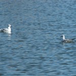Bonaparte's Gull - Adult and First Winter Juvenile