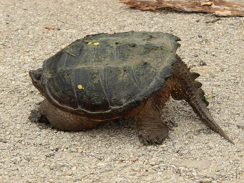 Common Snapping Turtle - Walk Around