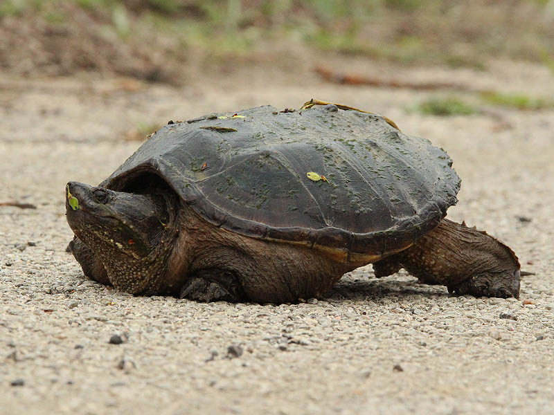 Common Snapping Turtle - Walk Around