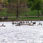 Double-crested Cormorant - White Rock Lake