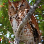 Eastern Screech Owl - Winter Visitors