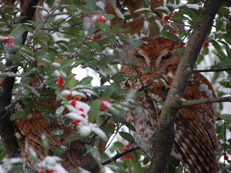 Eastern Screech Owl - Winter Visitors