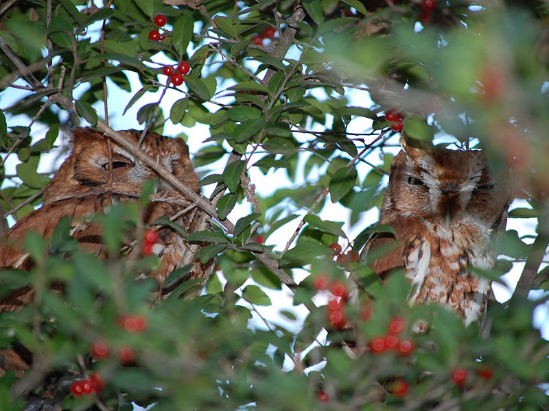 Eastern Screech Owl - Winter Visitors