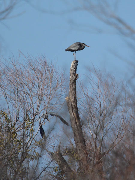 Great Blue Heron - Near the Rookery