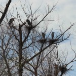 Great Blue Heron - Nests