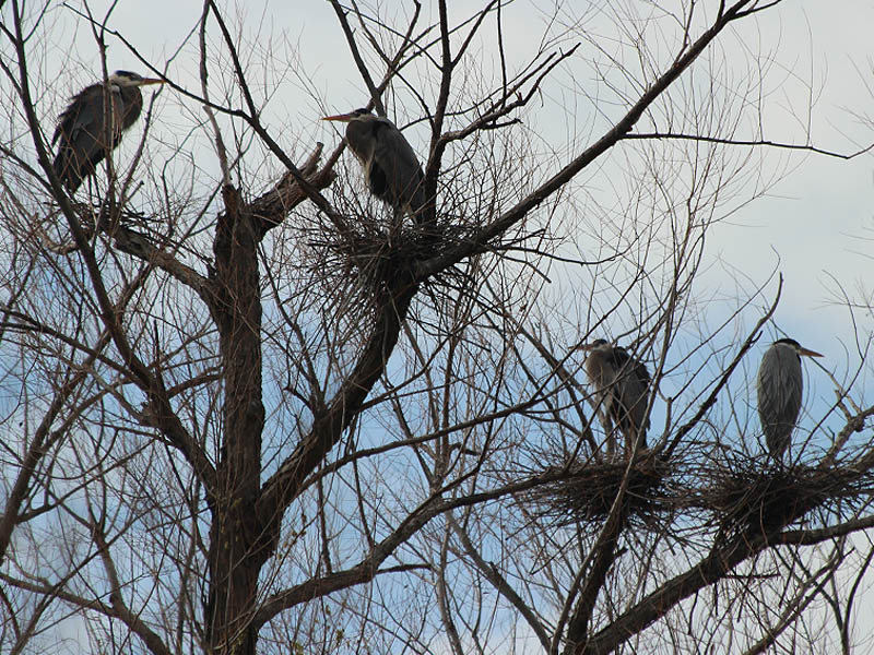 Great Blue Heron - Nests