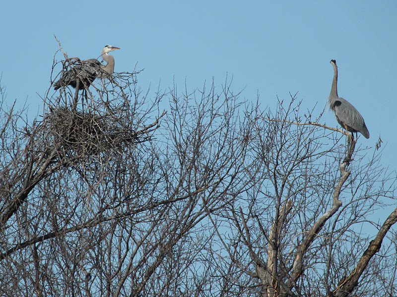 Great Blue Heron - Rookery Action