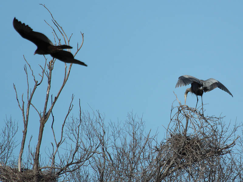 Great Blue Heron - Rookery Action
