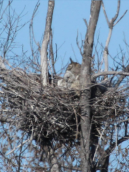 Great Horned Owl – VCDB Nests Update 4