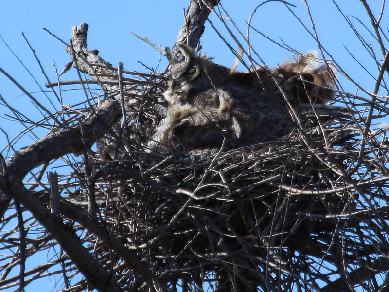 Great Horned Owl – VCDB Nests Update 4