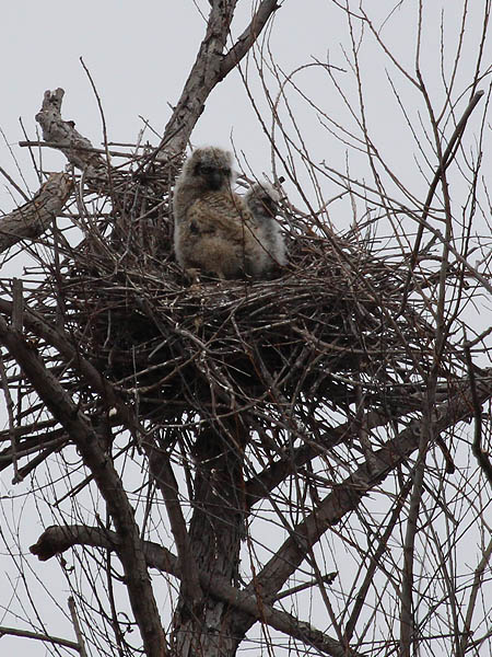 The two unattended owlets.