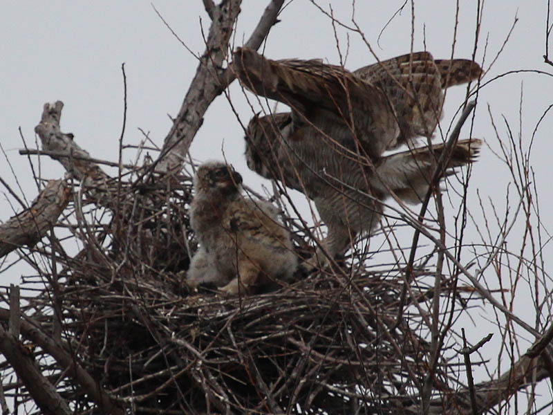 The owlets were very glad to see their mother.