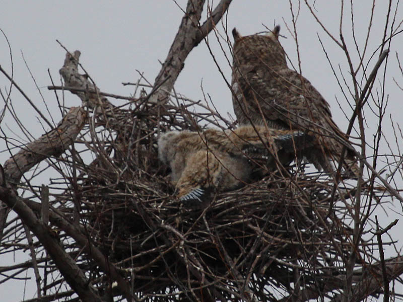Notice the new flight feathers on the owlet's wings.