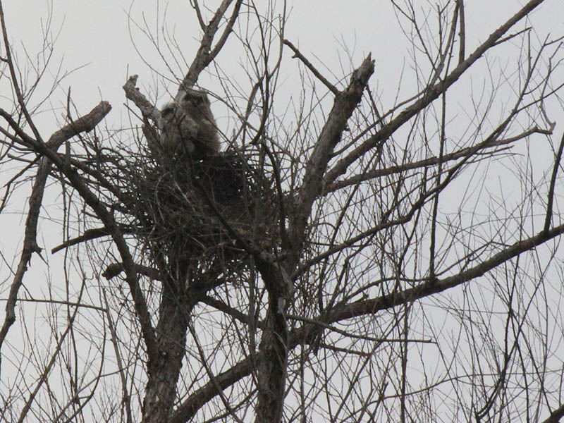 Great Horned Owl – VCDB Nests Update 6