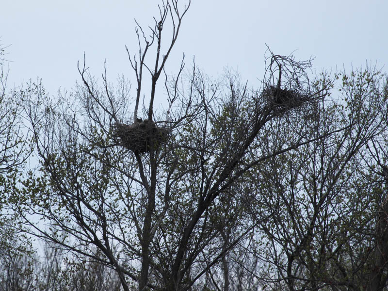 The south nest.