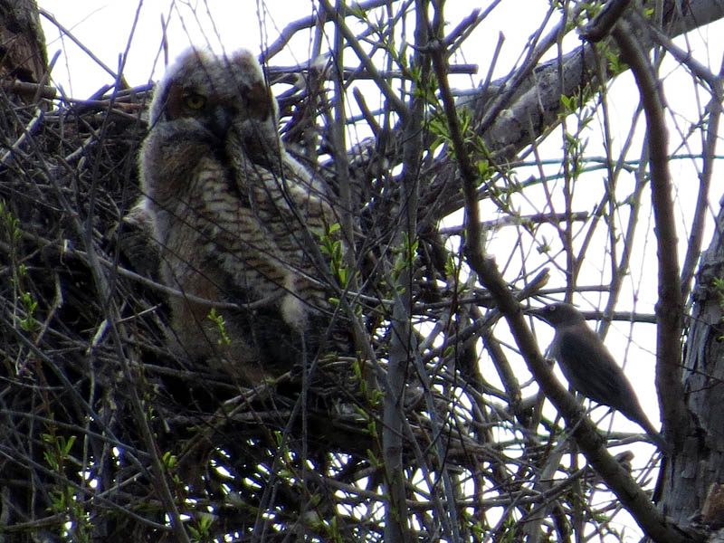 North Nest - The owlets are joined by what appears to be a female Great-tailed Grackle.