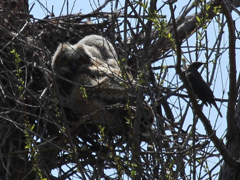 North Nest - The second owlet become visible in just behind the first.  The grackle considers an exit.