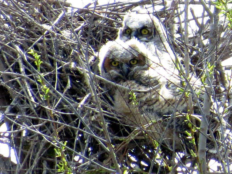 North Nest - The Great Horned Owl siblings.